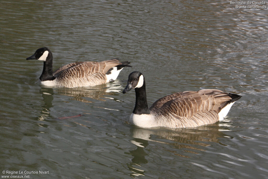 Canada Goose