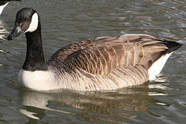 Canada Goose