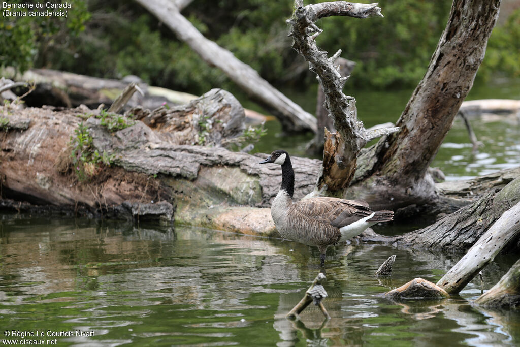 Canada Goose