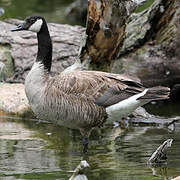 Canada Goose