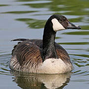 Canada Goose