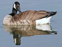 Canada Goose