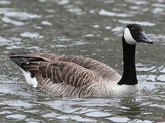 Canada Goose