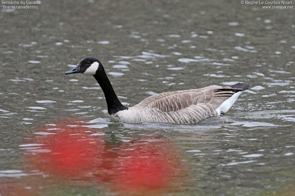 Canada Goose