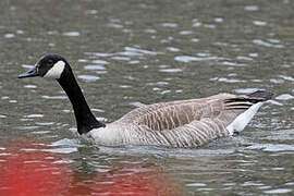 Canada Goose