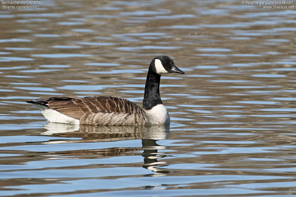 Canada Goose