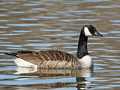 Canada Goose