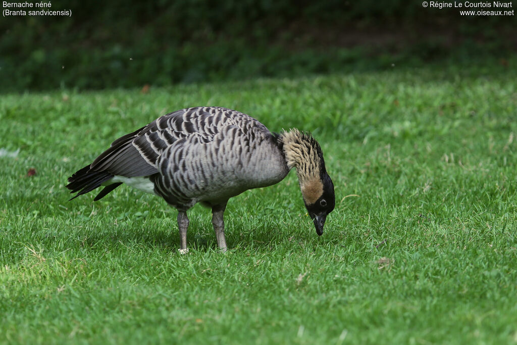 Nene