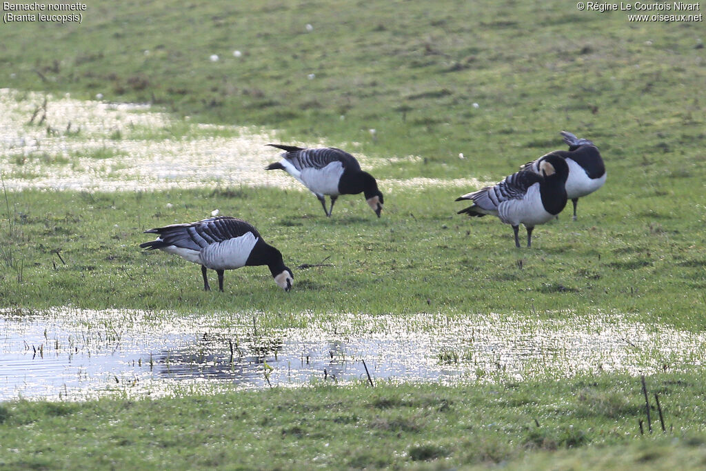 Barnacle Goose