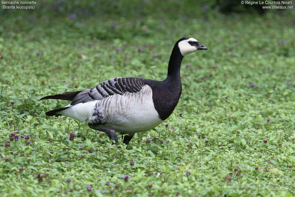 Barnacle Goose