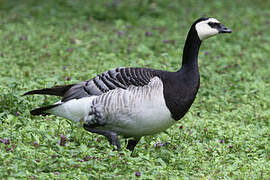 Barnacle Goose