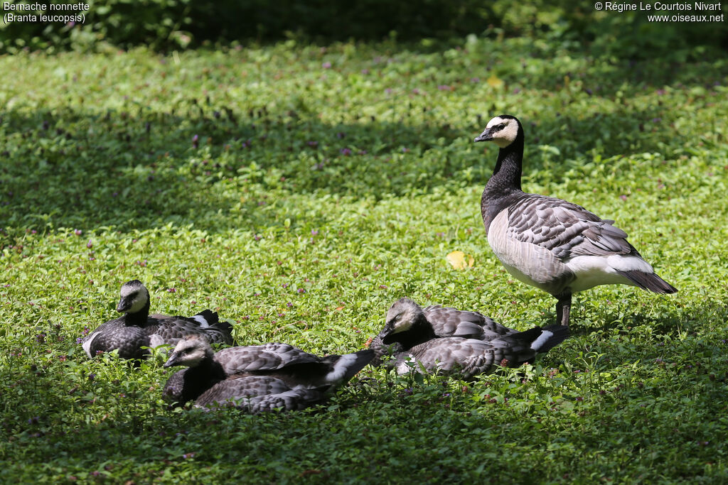 Barnacle Goose