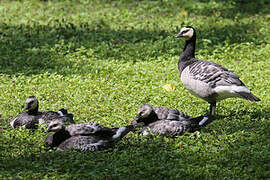 Barnacle Goose