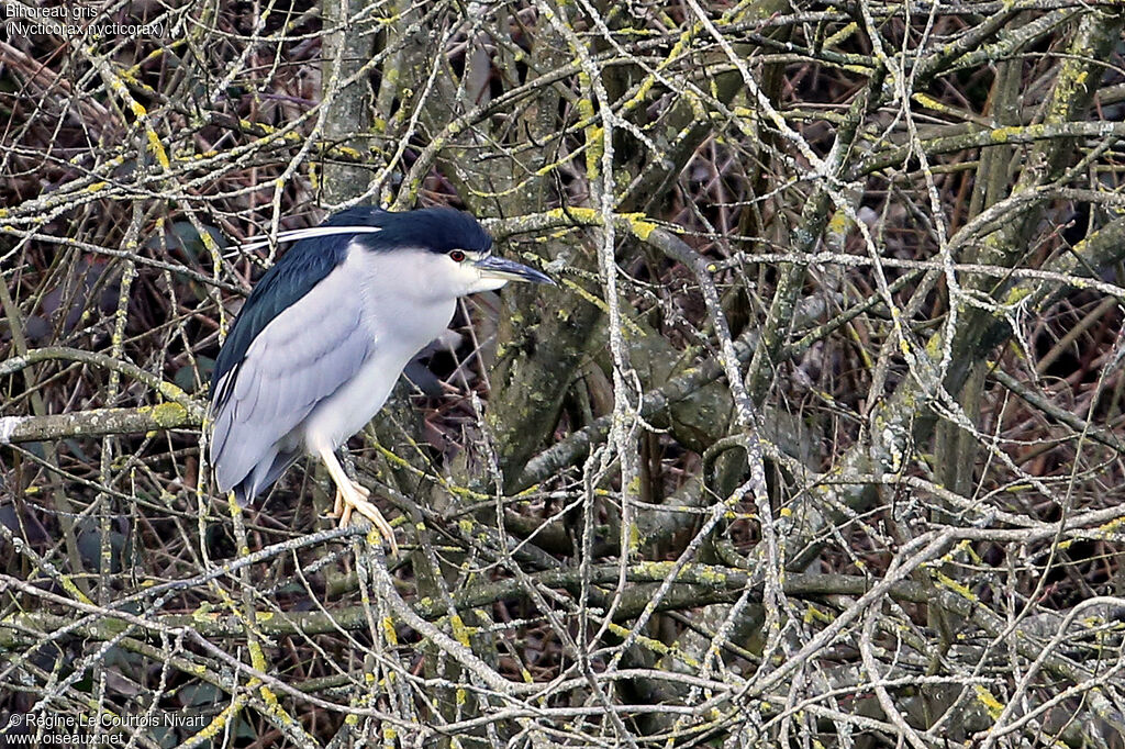 Black-crowned Night Heron