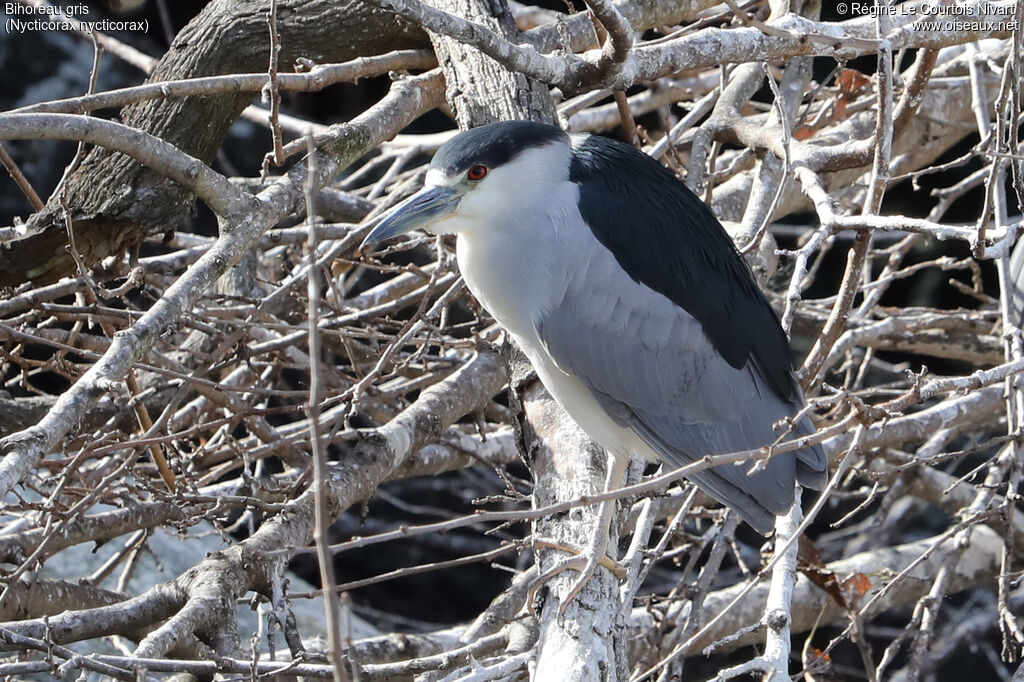 Bihoreau gris