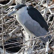 Black-crowned Night Heron