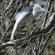 Black-crowned Night Heron