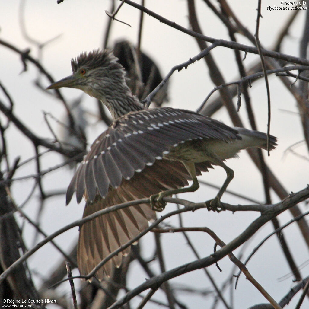 Black-crowned Night Heronjuvenile, Behaviour