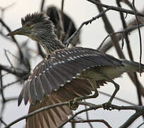 Black-crowned Night Heron