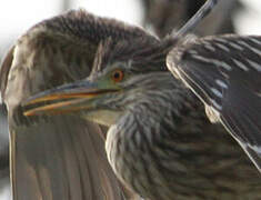 Black-crowned Night Heron