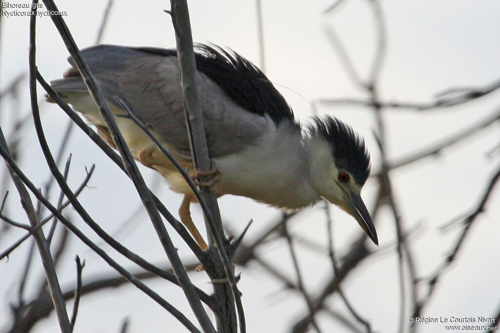 Black-crowned Night Heronadult, Behaviour