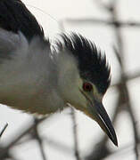 Black-crowned Night Heron