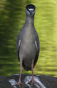 Black-crowned Night Heron