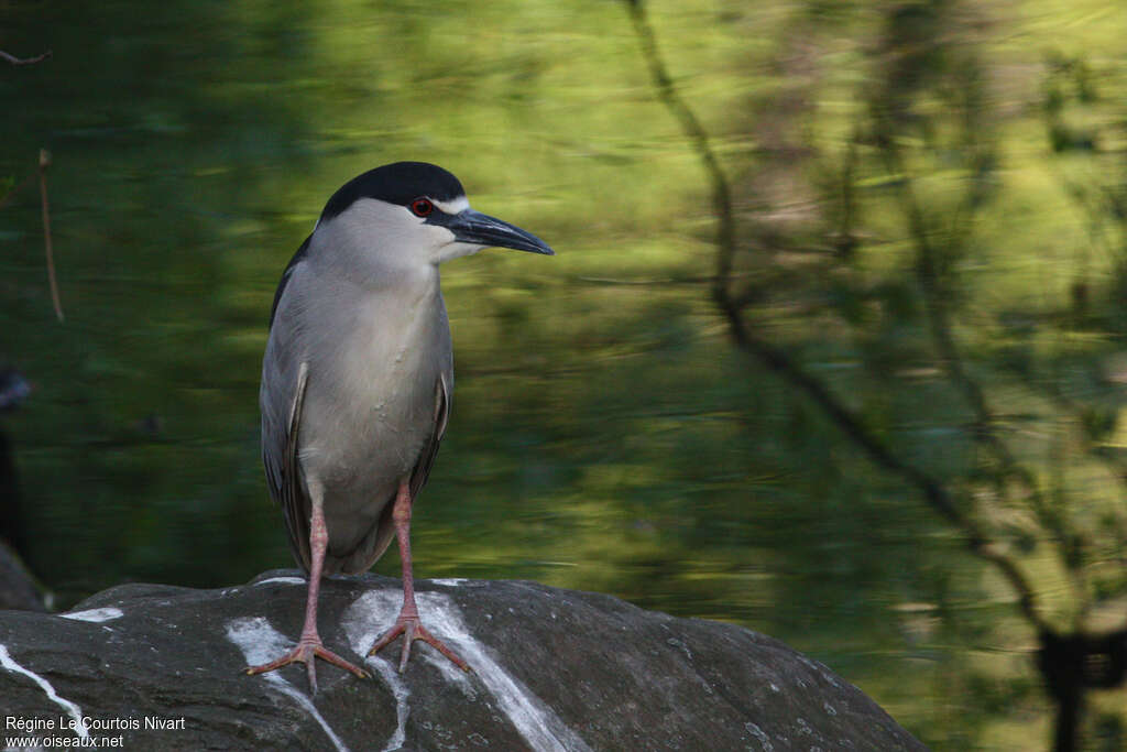 Black-crowned Night Heronadult breeding