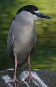 Black-crowned Night Heron