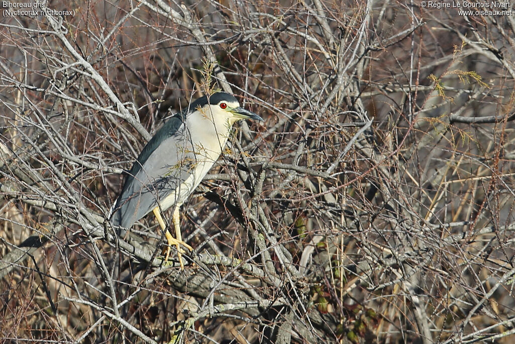 Black-crowned Night Heronadult