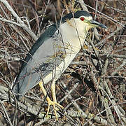 Black-crowned Night Heron