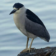 Black-crowned Night Heron