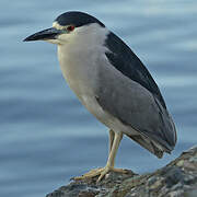 Black-crowned Night Heron