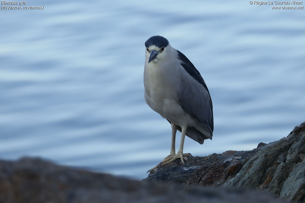 Black-crowned Night Heronadult