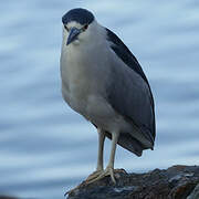 Black-crowned Night Heron