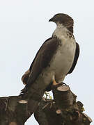 European Honey Buzzard