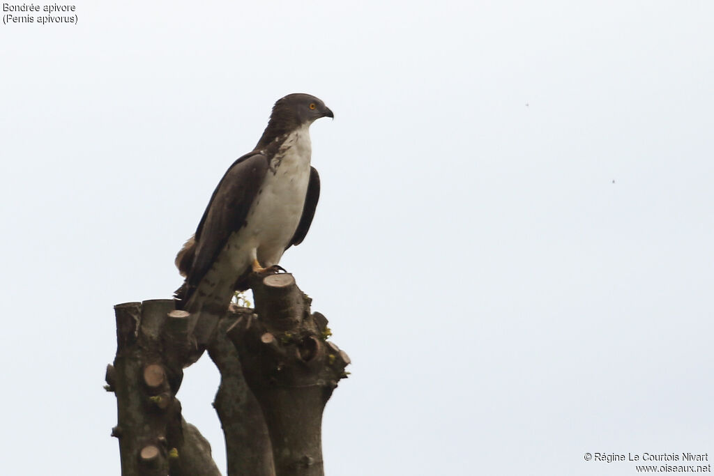 European Honey Buzzard