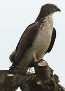 European Honey Buzzard