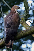 European Honey Buzzard