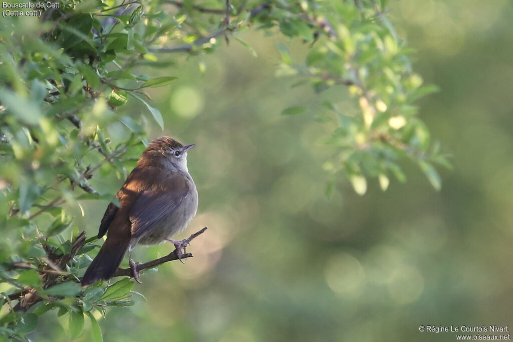 Cetti's Warbler