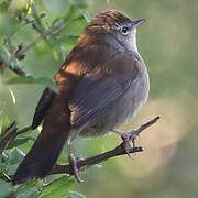 Cetti's Warbler