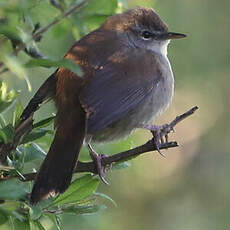 Bouscarle de Cetti