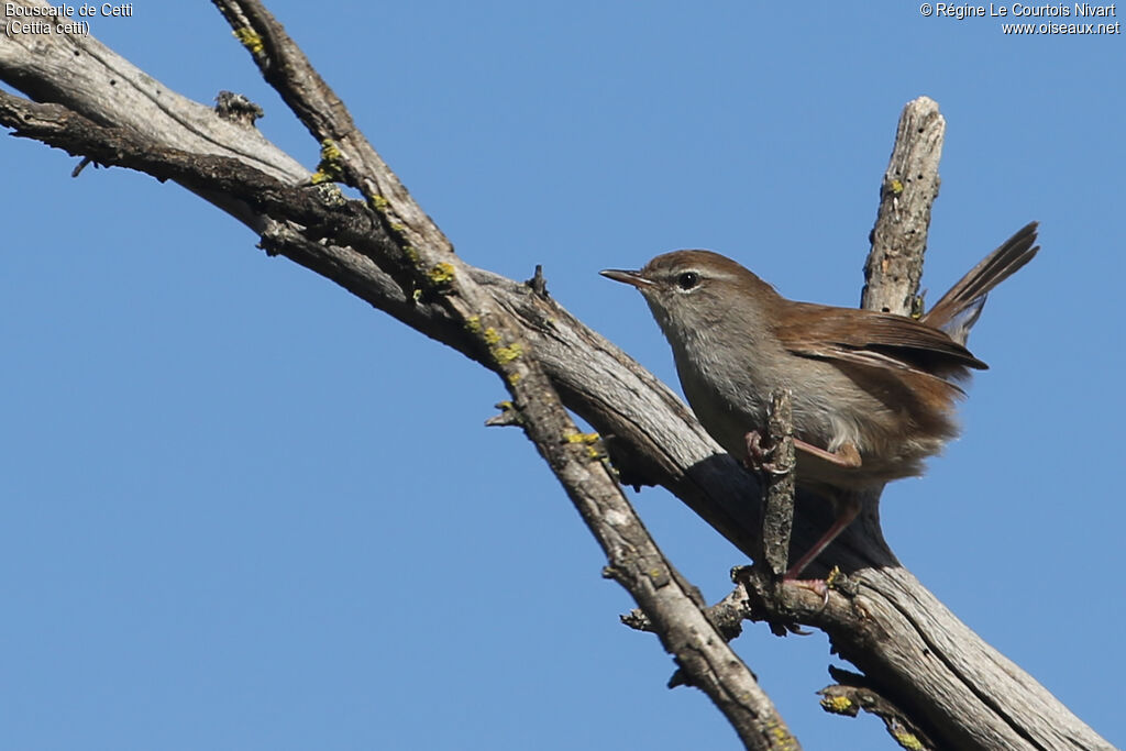 Cetti's Warbler