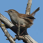 Cetti's Warbler