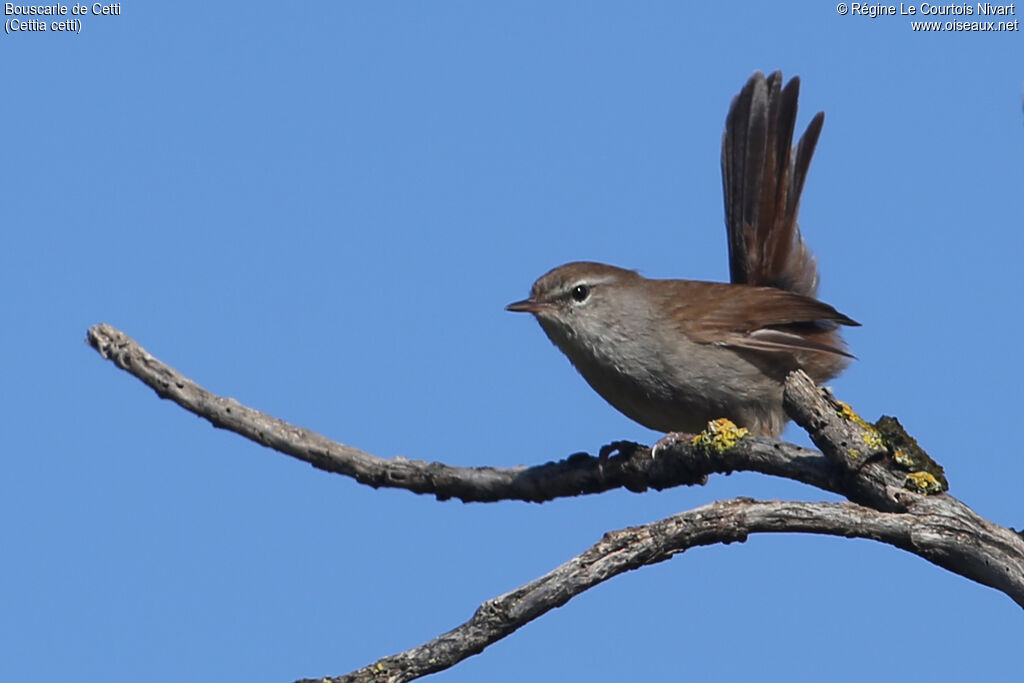 Bouscarle de Cetti