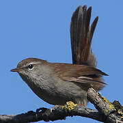 Cetti's Warbler