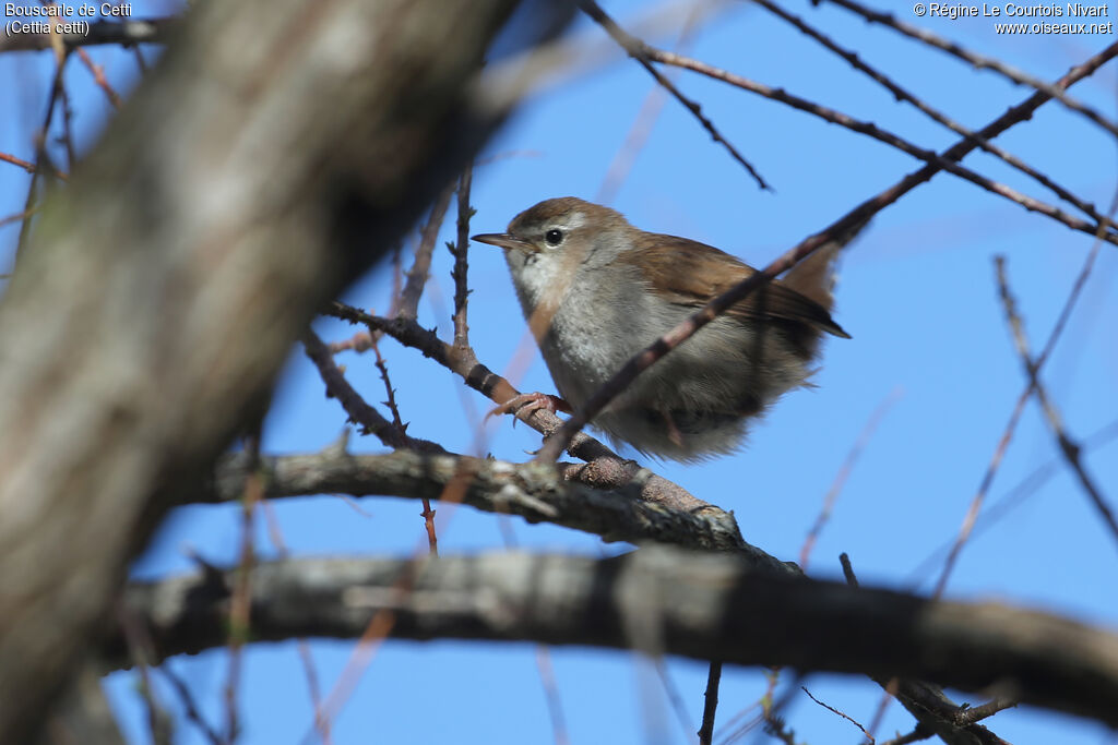 Bouscarle de Cetti