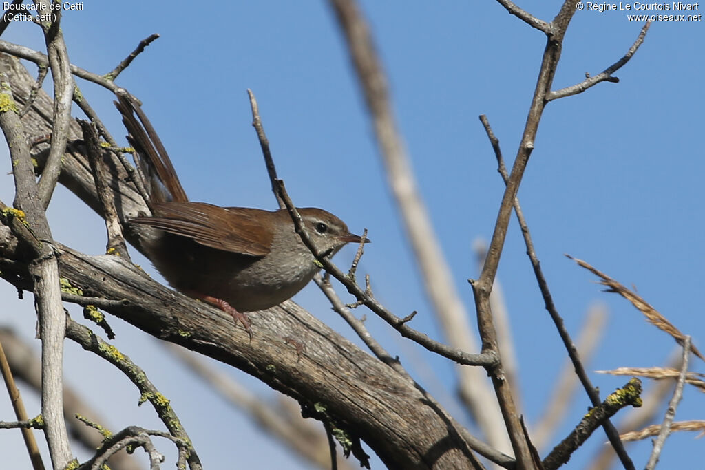 Bouscarle de Cetti