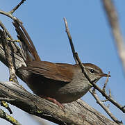 Cetti's Warbler