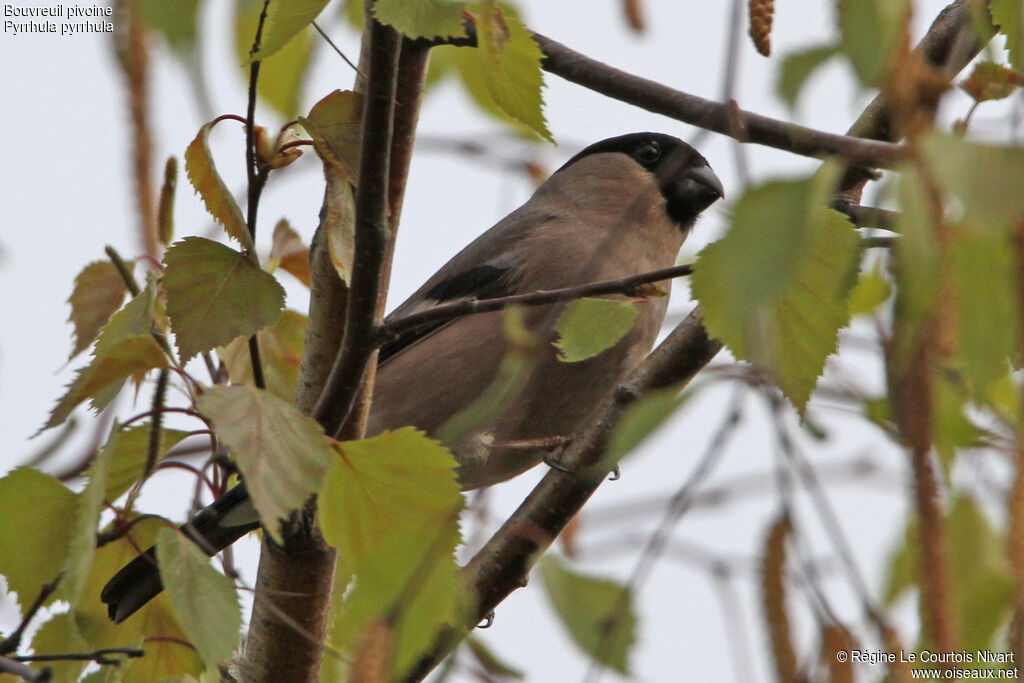 Eurasian Bullfinch female